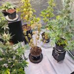 Cztery osoby zatrzymane za przestępstwa narkotykowe