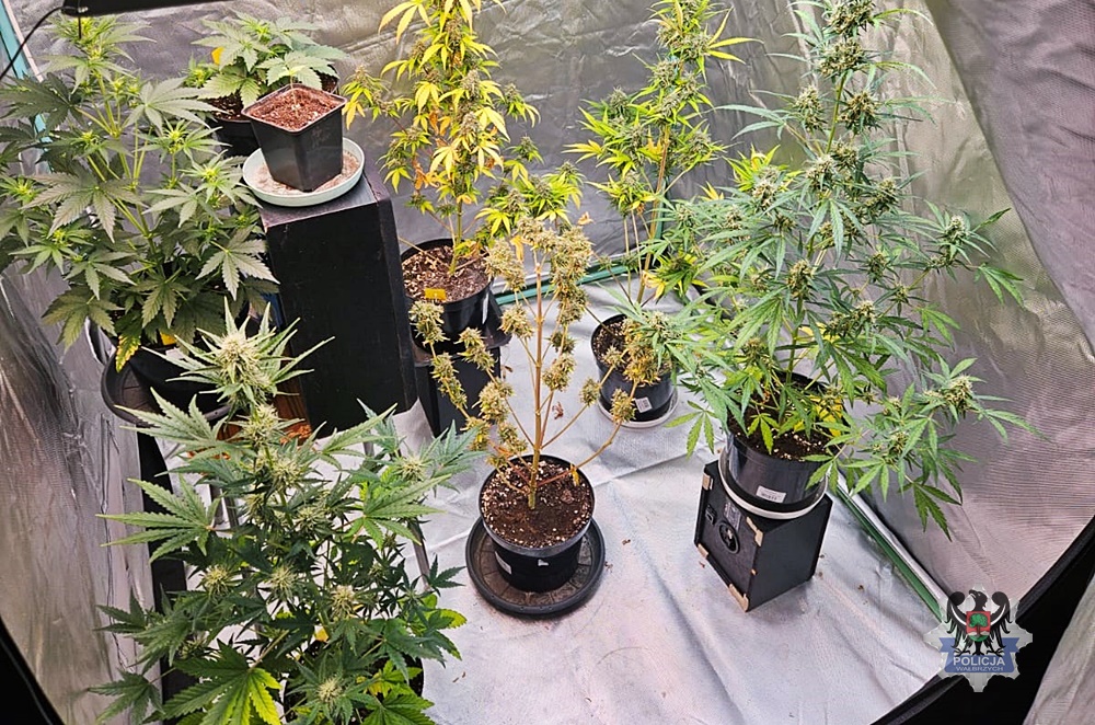 Cztery osoby zatrzymane za przestępstwa narkotykowe